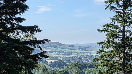 A view of green fields between towering pine trees on a sunny day.